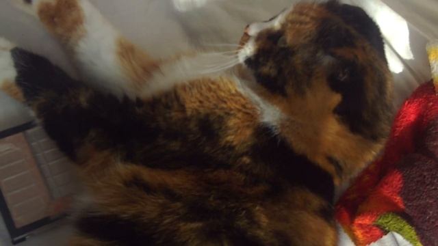 the cat yawns #sorts