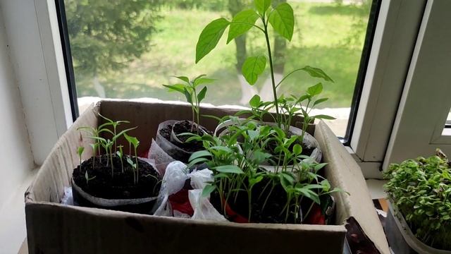 Рассада перца в улитках выращенная в этом году