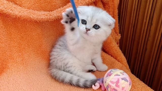 Маленькие комочки Большого Счастья ❤️🐾🐾.mp4