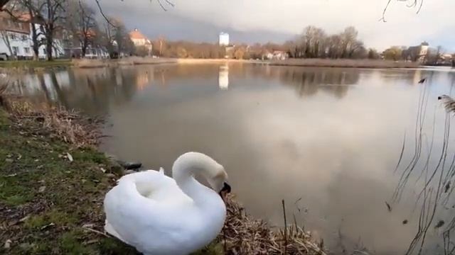 Лебединое озеро в  Саксонии. Sächsische Impressionen - Schwanenteich.