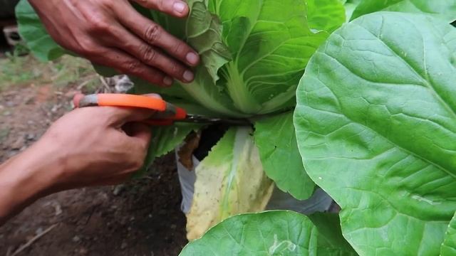 Как вырастить пекинскую капусту рассадой. Уход полив. Подкормка