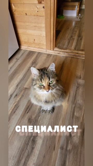 #юмор #прикол #смех #котики