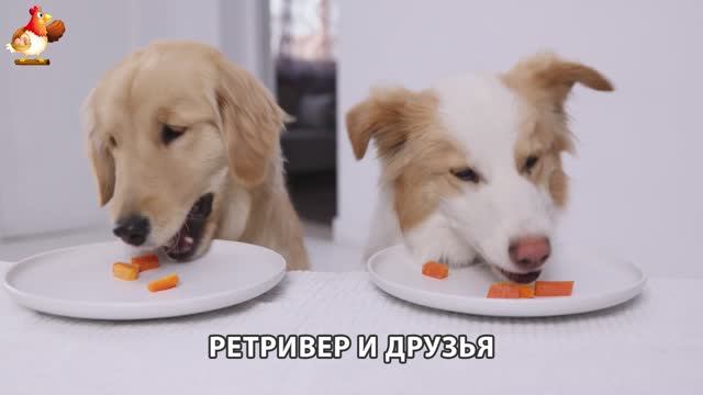 Золотистый ретривер и его друзья милые питомцы 🐕 выпуск (90)