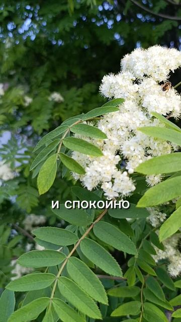 Мудрость жизни для жизни