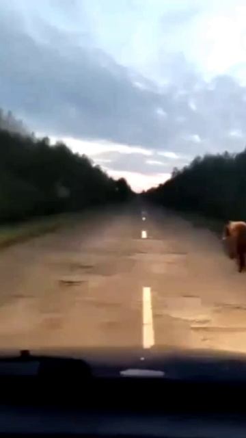 Здоровый медведь мчится по трассе в Большеуковском районе