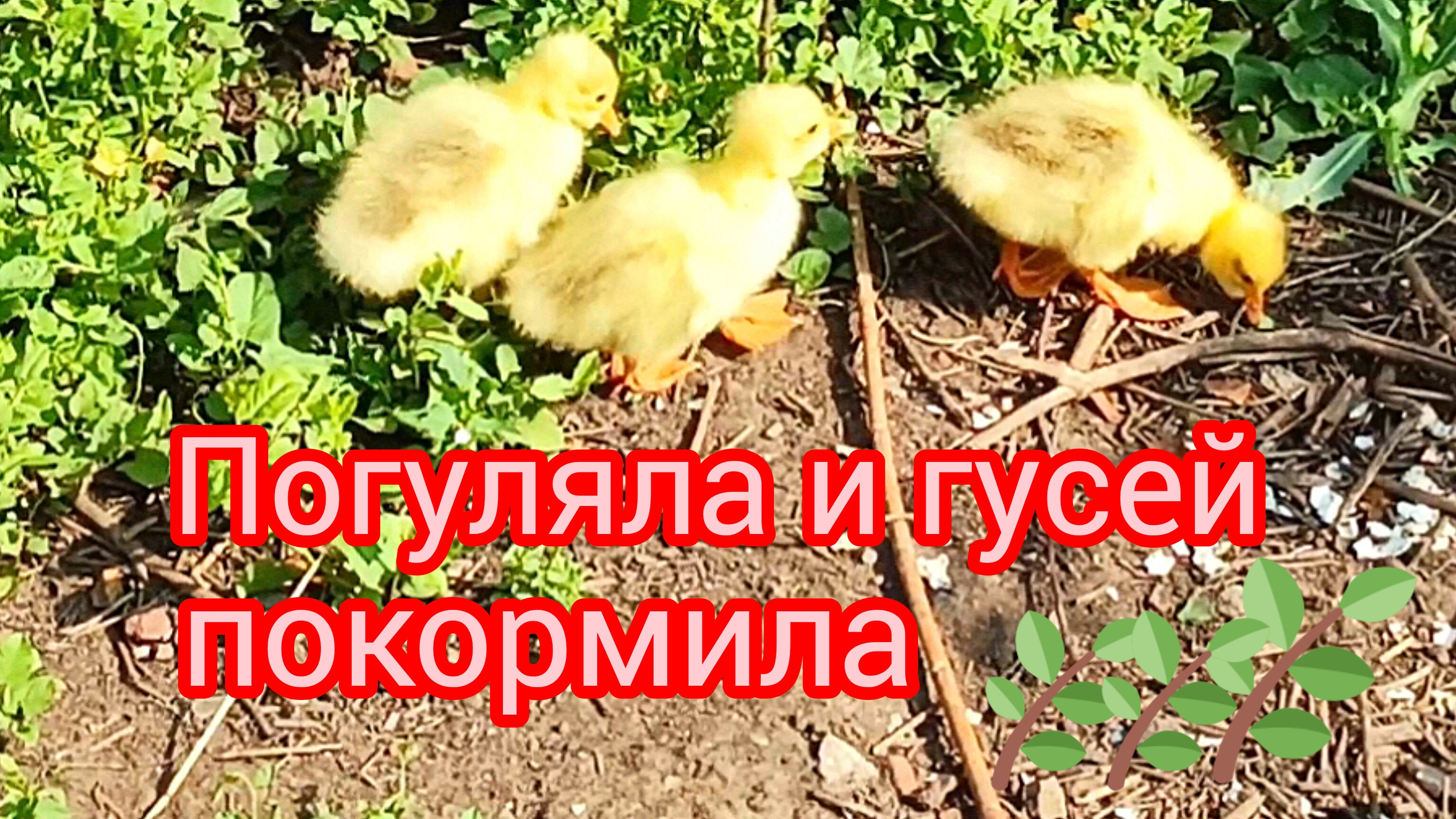 Прогулка☀️для🦢души🐤🐤🐤 #прогулка #гуси #природа