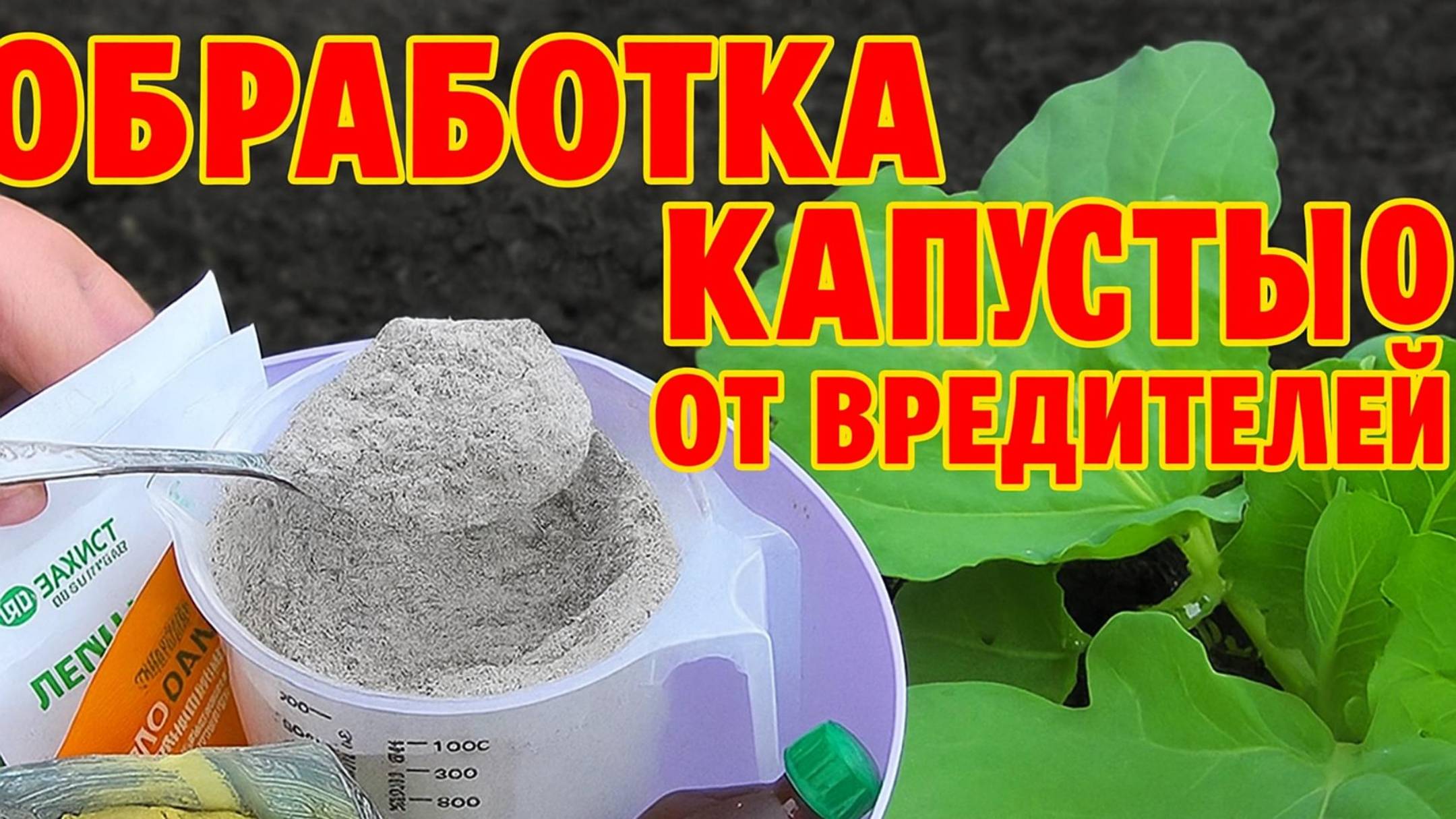 Спасаем капусту от всех вредителей. Бабушкин метод.