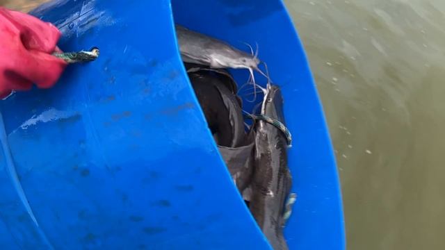 Запуск клариевого сома в водоем!