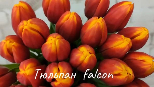 Тюльпан Falcon