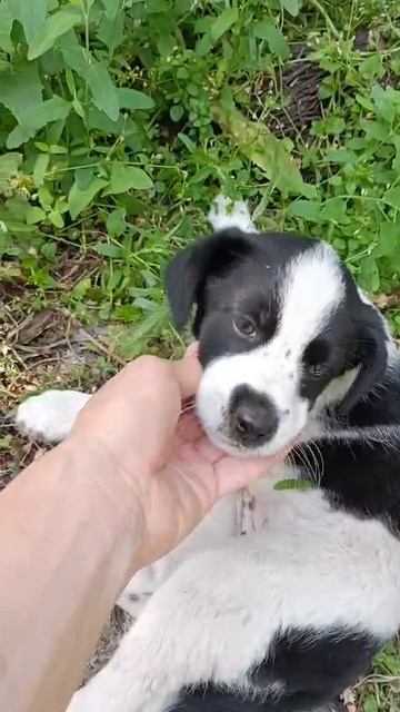 Щенулька в добрые руки🐕❗