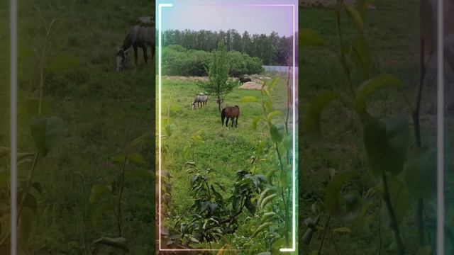 Ширь полей и синева небес, люблю тебя земля родная.