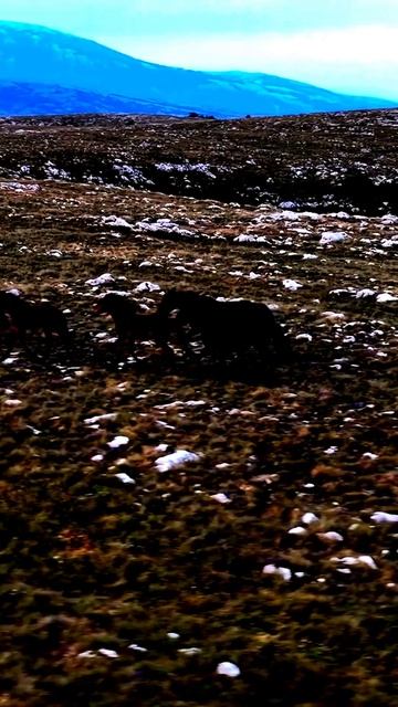 Камера запечатлела редкий момент