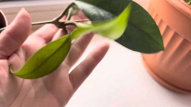Хойя наращивает новые листья