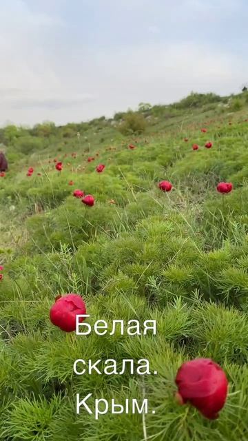 Белая скала в Крыму.