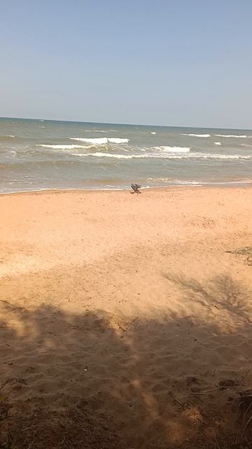 Море и утка.