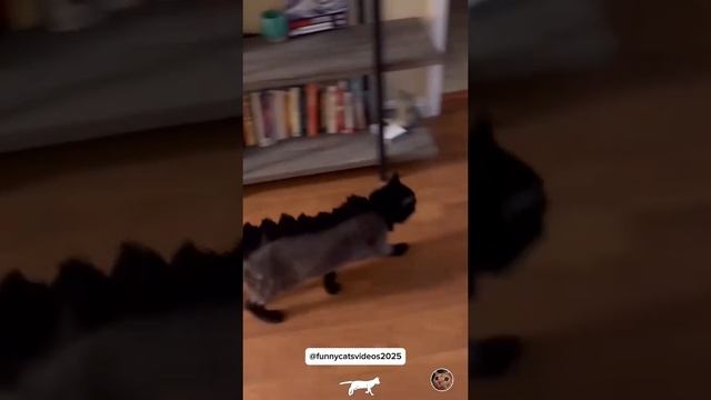Котики