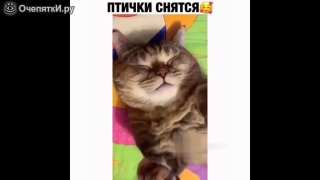 коты