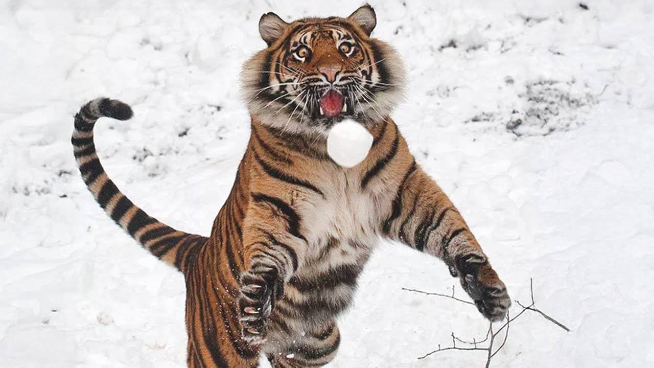 Забавные животные НАСЛАЖДАЙТЕСЬ временем на СНЕГУ!