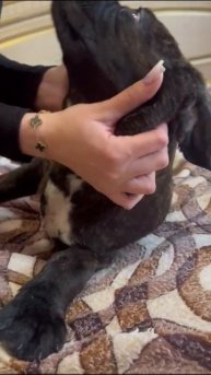 Черно тигровый мальчик кане корсо щенок