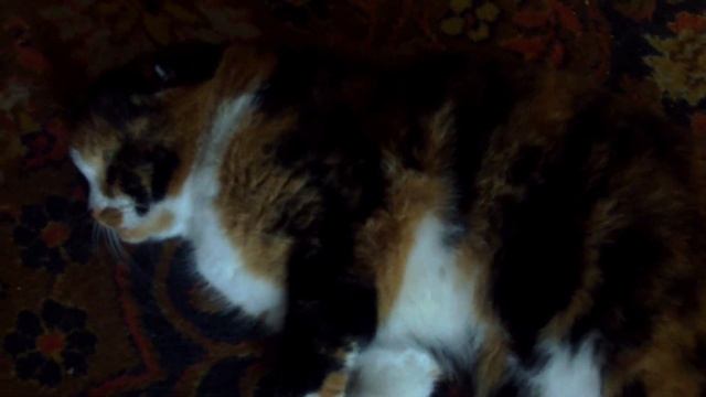 cat2 #sorts