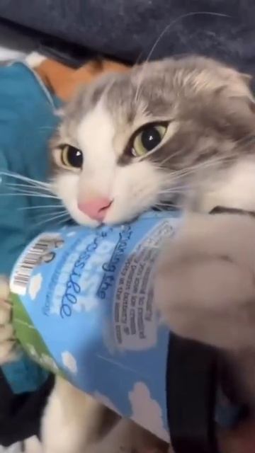 Наш TG https://t.me/liveofcats