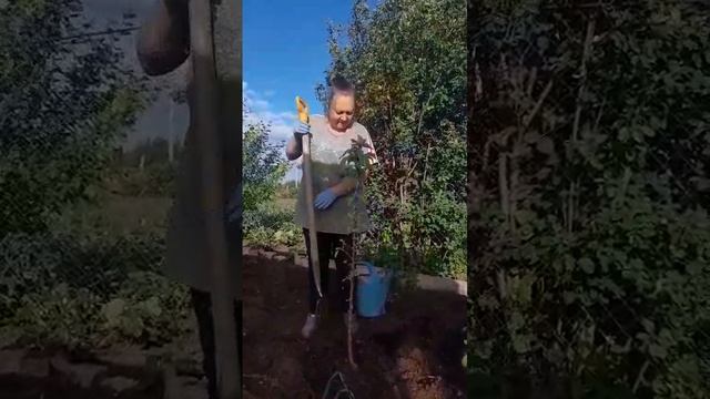 капуста