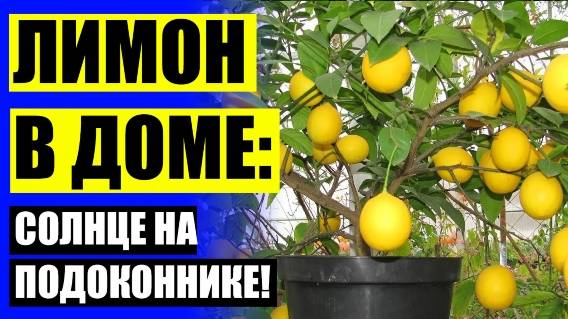⚪ Сколько всходит косточка в лимоне ⛔ Живое дерево в горшке купить