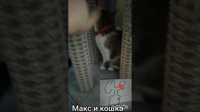 InShot_231211 Максим и кошка ч3