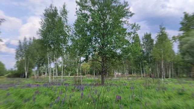 Ковер из цветущих люпинов. Лето. Июнь 2025