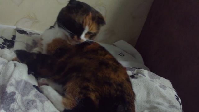 washing the cat #shorts