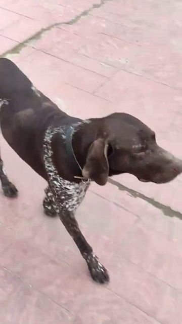 Бобик что то вынюхивает #собака #нюх #пес