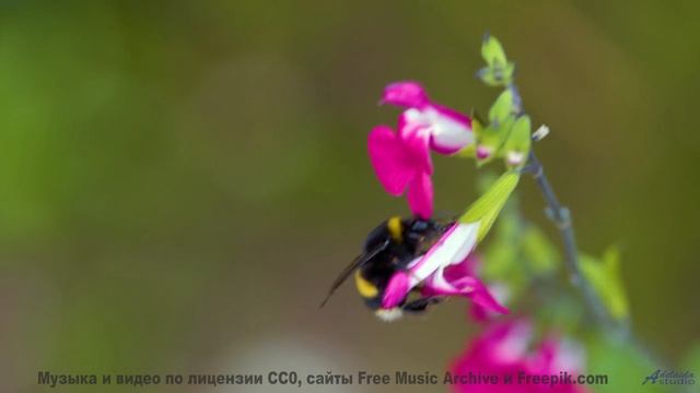 Этот саундтрек - как путешествие в зимнюю сказку! - Is this fruit edible  -- Soft and Furious -- You