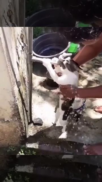Котик принимает холодный душ,ведь летом очень жарко 💦🤩🐈