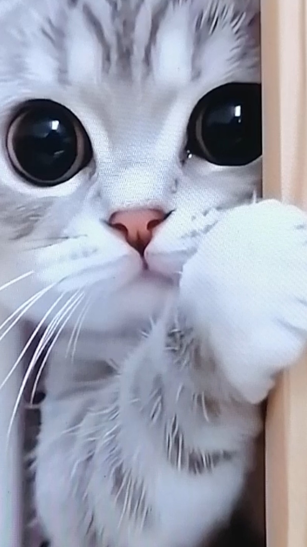 Котик