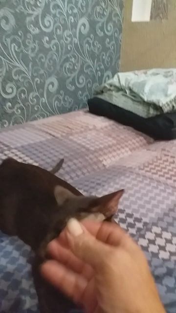 Кот  ПИРАТ И кошка Шуша