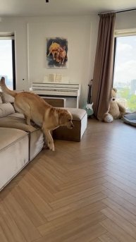 Какой он хитрый😁