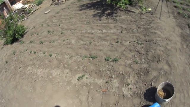 ЖИВЕМ В ДЕРЕВНЕ!!ПРОПОЛОЛ КАРТОШКУ!!...УМЕЮ ПОЛОТЬ ЛУК,А КАРТОШКУ ПОЛОТЬ НЕ УМЕЮ...