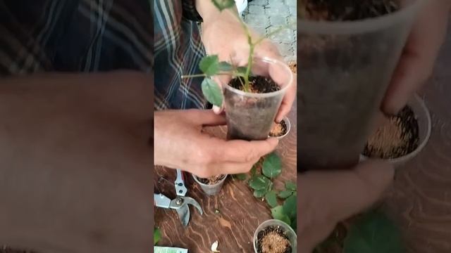 Заполним мир розами 🥰