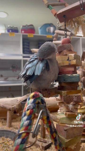 Попугайчики и кролики в BirdsVille shop in Sydney. Music @volanicky  #birdsaustralia #petsaustralia