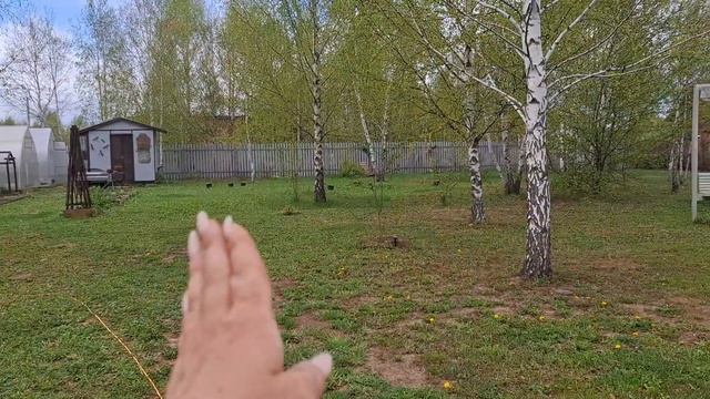 Минусы посудомойки. Сею тыкву. Кошу