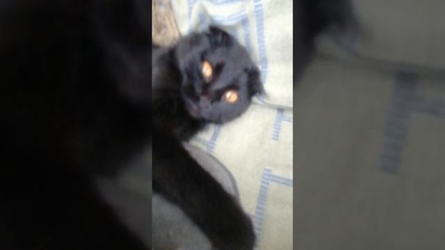 мой кот 😻