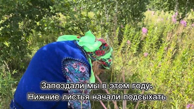 Бабушка Фарида собирает иван чай