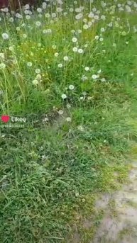 Одуванчики летят!