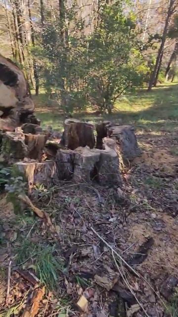 Спилы под столики