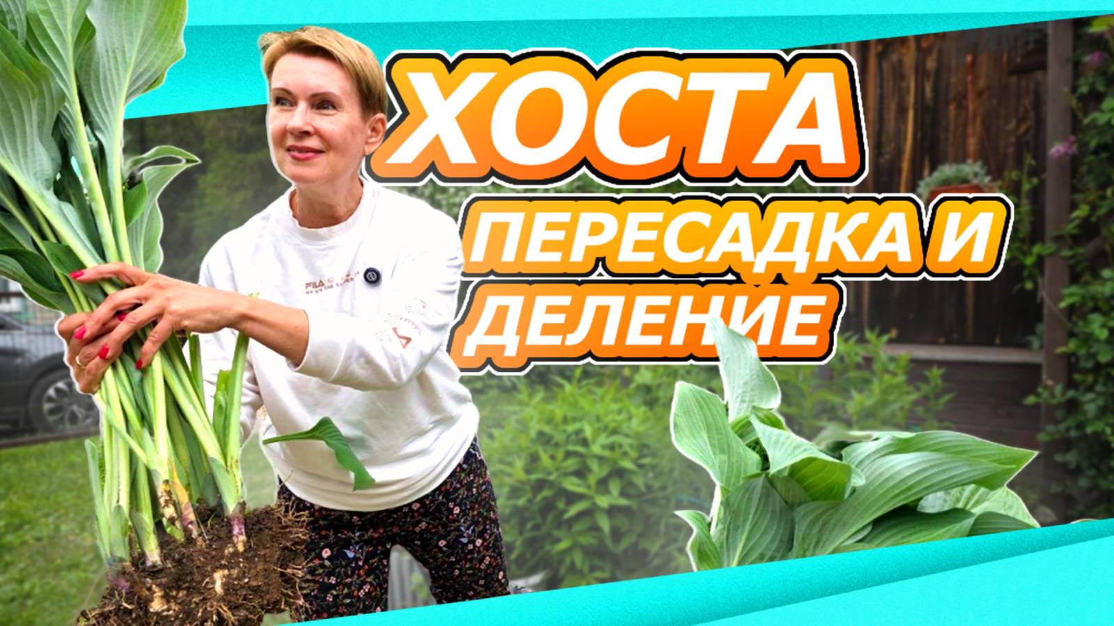 ИЗ ОДНОЙ - МНОГО! ПЕРЕСАДКА И ДЕЛЕНИЕ ХОСТЫ ЛЕТОМ