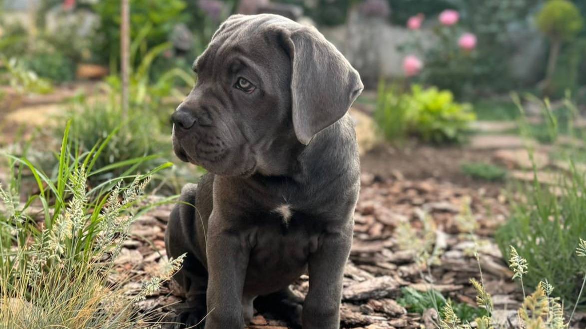 📞+7 924 159-91-19 Щенки Кане Корсо 🐶 Севастополь ✍️ Наталья Саловарова