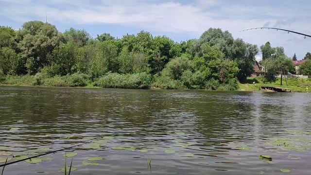 Плотва любит кукурузу...?, 08.06.25