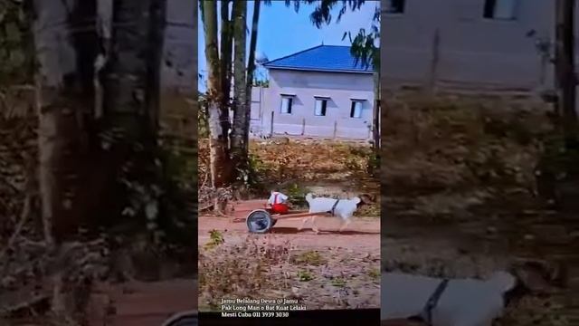 VID_20250613_142615_553.mp4