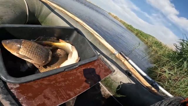 Ловля сазана на 'паука' с лодки – секретный метод поимки трофея! Лето 2025