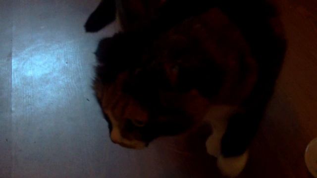 the cat ate #shorts